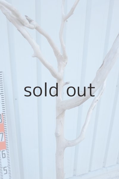 画像13: 大型　幹 (13)