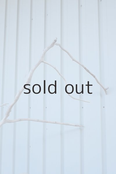 画像10: 大型　幹 (10)