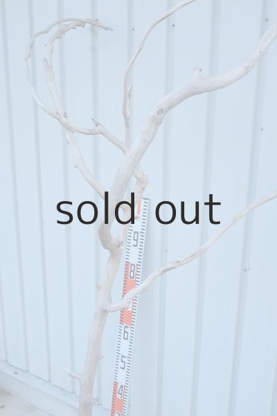 画像11: 大型　幹 (11)