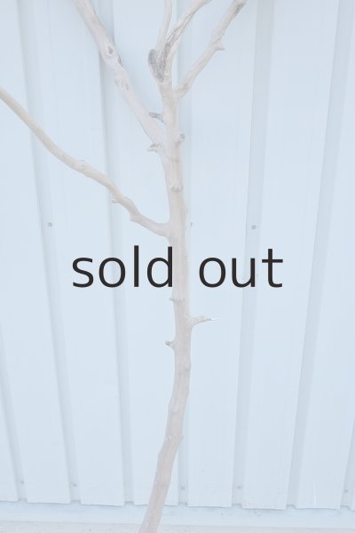 画像3: 大型　幹 (3)