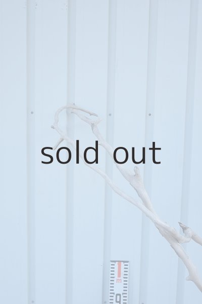 画像9: 大型　幹 (9)