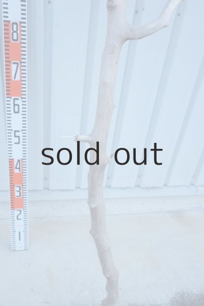 画像14: 大型　幹 (14)