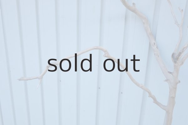 画像7: 大型　幹 (7)