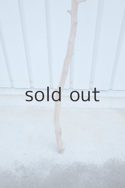 画像2: 大型　幹 (2)