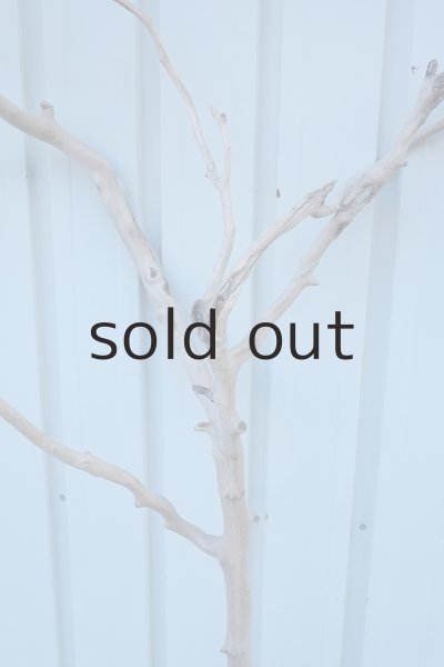 画像8: 大型　幹 (8)