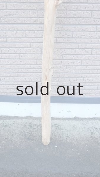 画像2: 棒流木・長尺 (2)