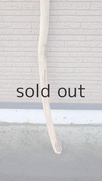 画像2: 棒流木・長尺 (2)