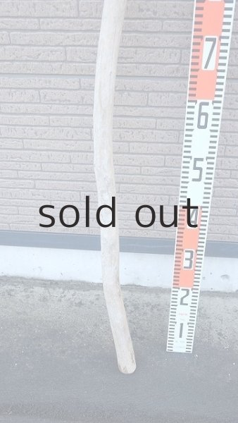 画像5: 棒流木・長尺 (5)