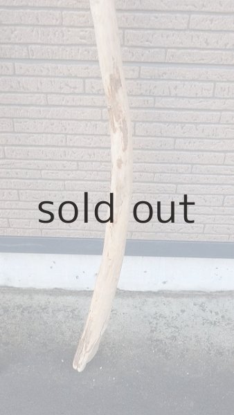 画像5: 棒流木・長尺 (5)