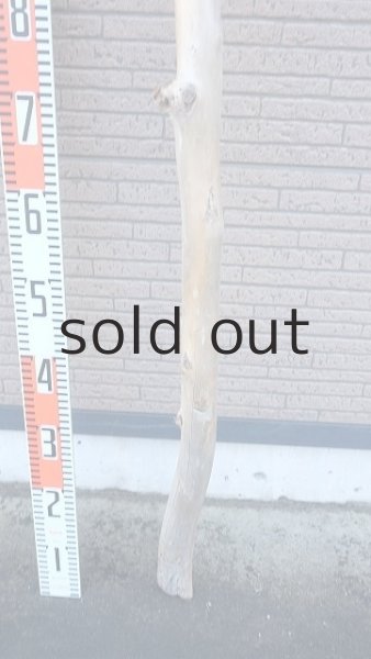 画像5: 棒流木・長尺 (5)