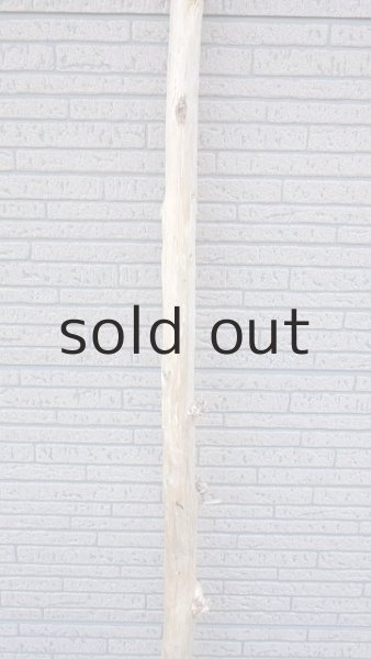 画像3: 棒流木・長尺 (3)