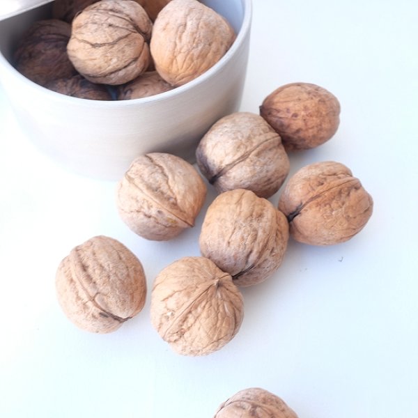 画像5: Dry plants for decor デコール用乾燥胡桃（5個入） (5)