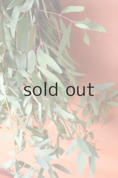 画像5: Dry plants for decor ユーカリ（ビミナリス）シンプルスワッグ (5)