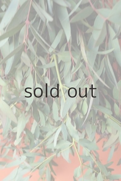 画像4: Dry plants for decor ユーカリ（ビミナリス）シンプルスワッグ (4)