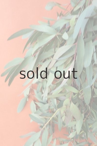 画像3: Dry plants for decor ユーカリ（ビミナリス）シンプルスワッグ (3)