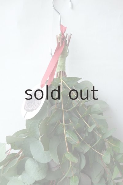 画像2: Dry plants for decor ユーカリ（ポポラス）シンプルスワッグ (2)