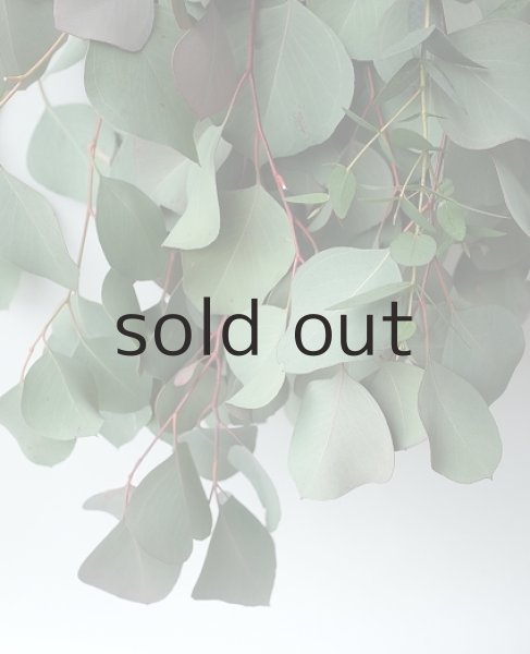 画像4: Dry plants for decor ユーカリ（ポポラス）シンプルスワッグ (4)