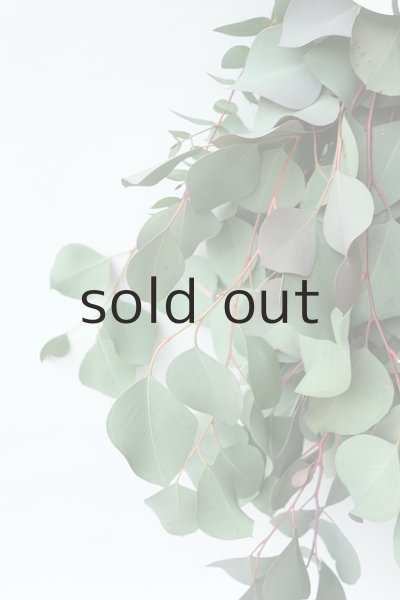 画像3: Dry plants for decor ユーカリ（ポポラス）シンプルスワッグ (3)