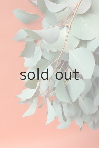 画像3: Dry plants for decor ユーカリ（ポポラス）シンプルスワッグ (3)