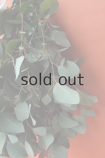 画像6: Dry plants for decor ユーカリ（ポポラス）シンプルスワッグ (6)