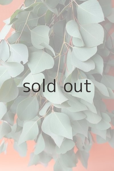 画像4: Dry plants for decor ユーカリ（ポポラス）シンプルスワッグ (4)