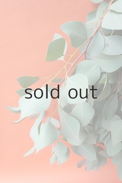 画像3: Dry plants for decor ユーカリ（ポポラス）シンプルスワッグ (3)