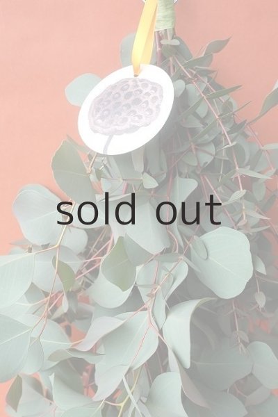 画像5: Dry plants for decor ユーカリ（ポポラス）シンプルスワッグ (5)