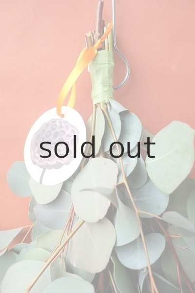 画像2: Dry plants for decor ユーカリ（ポポラス）シンプルスワッグ (2)