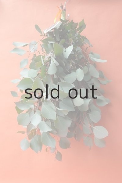 画像2: Dry plants for decor ユーカリ（ポポラス）シンプルスワッグ (2)