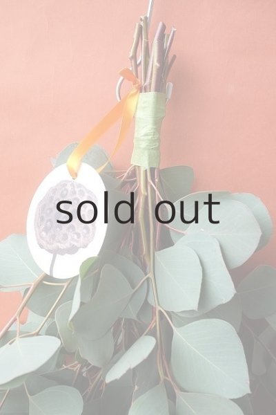 画像2: Dry plants for decor ユーカリ（ポポラス）シンプルスワッグ (2)