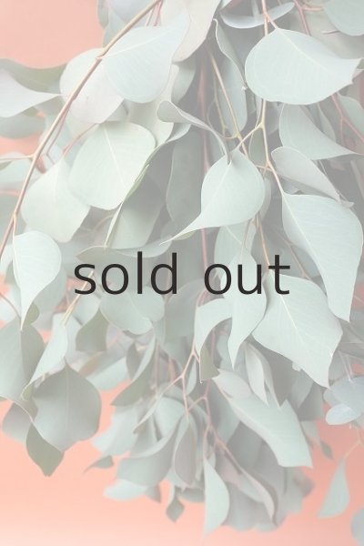 画像4: Dry plants for decor ユーカリ（ポポラス）シンプルスワッグ (4)