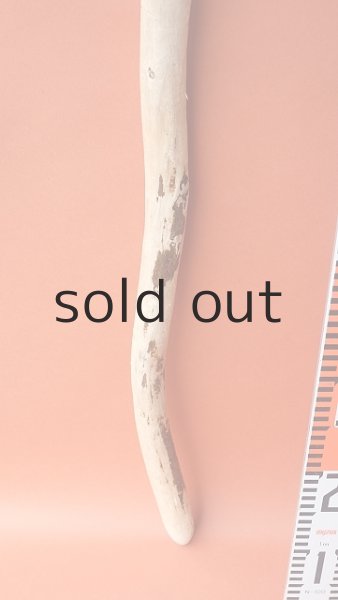 画像5: 棒流木 (5)