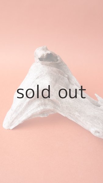 画像5: 変形流木 (5)