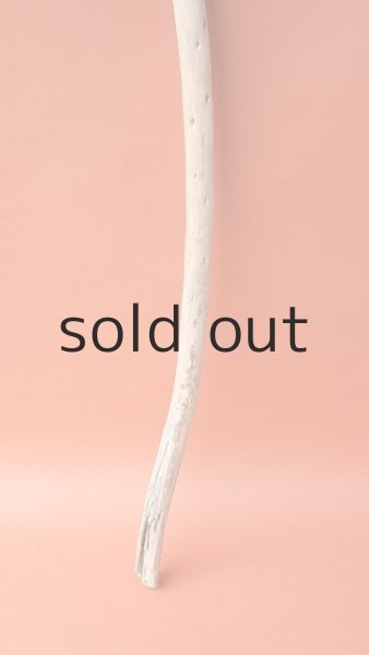 画像2: 棒流木 (2)