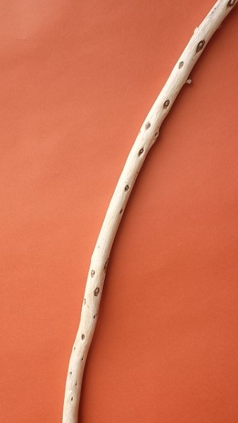 画像3: 棒流木 (3)