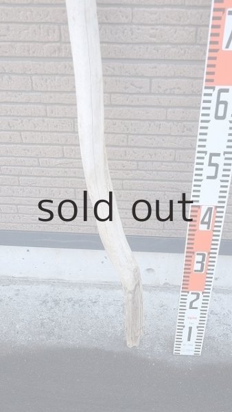 画像5: 棒流木・長尺 (5)