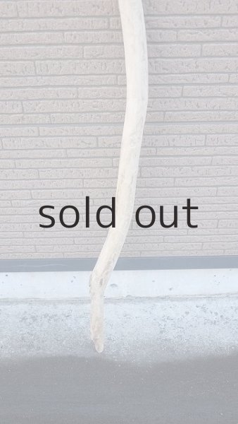 画像2: 棒流木・長尺 (2)