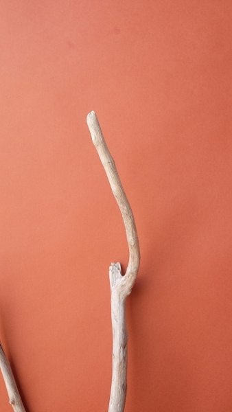 画像5: 小枝流木 (5)