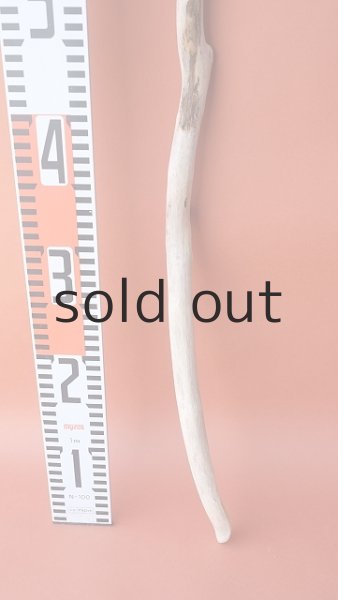 画像5: 枝流木 (5)