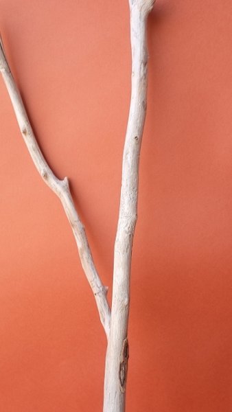 画像3: 小枝流木 (3)