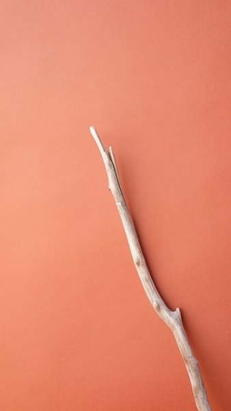 画像4: 小枝流木 (4)