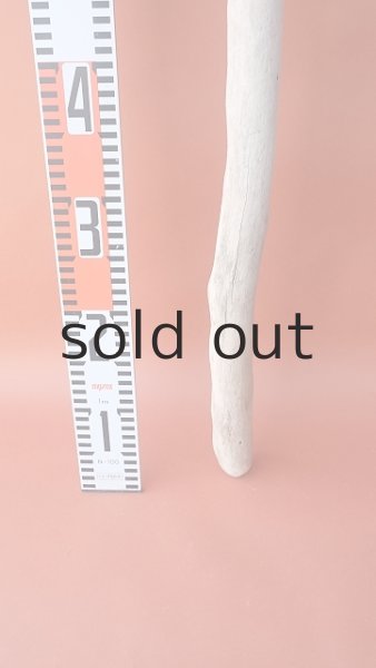 画像5: 棒流木 (5)