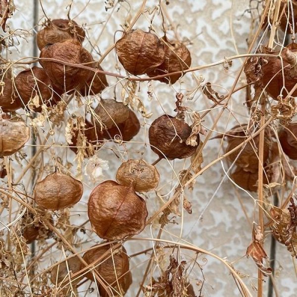 撮影日：2022.03.20