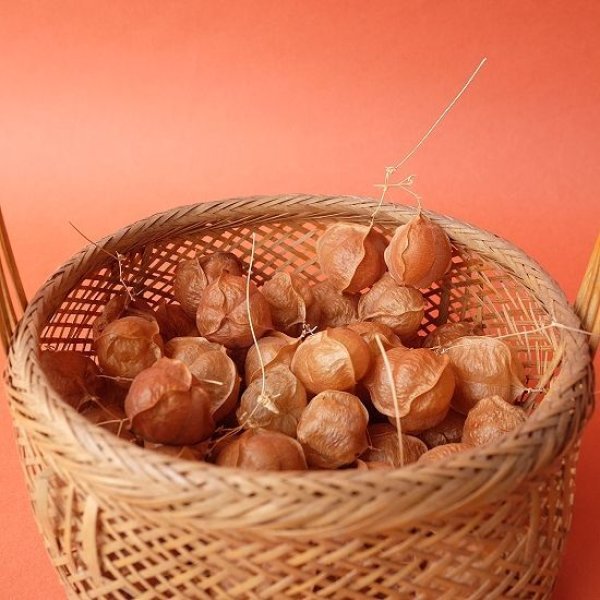 画像6: Dry plants for decor デコール用乾燥風船かずら（10個入） (6)