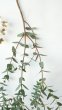 画像3: Dry plants for decor ユーカリ生切り枝（パルブラ10本束）タイプ500〜700mm (3)