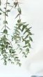 画像5: Dry plants for decor ユーカリ生切り枝（パルブラ10本束）タイプ500〜700mm (5)
