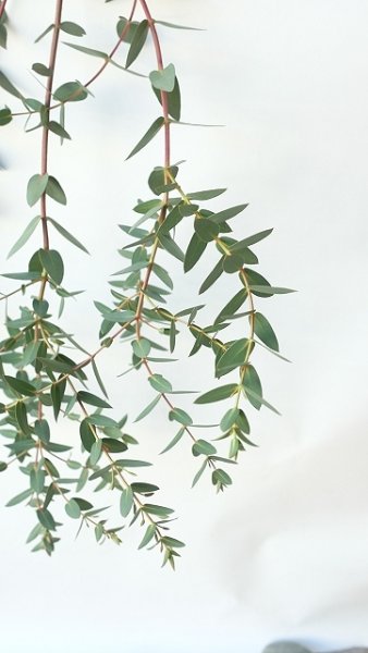 画像5: Dry plants for decor ユーカリ生切り枝（パルブラ）タイプ500〜700mm (5)