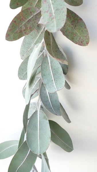 画像3: Dry plants for decor ユーカリ生切り枝（テトラゴナシルバー）タイプ500〜700mm (3)