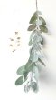 画像1: Dry plants for decor ユーカリ生切り枝（テトラゴナシルバー）タイプ500〜700mm (1)