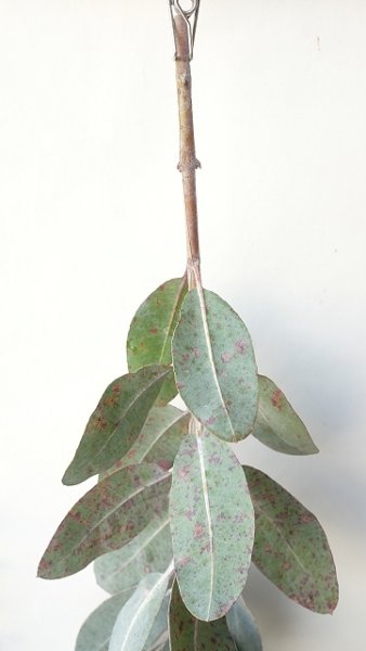 画像2: Dry plants for decor ユーカリ生切り枝（テトラゴナシルバー）タイプ500〜700mm (2)